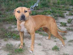 Photo of the dog