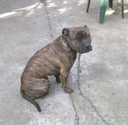 Photo of the dog