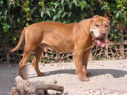 Photo of the dog