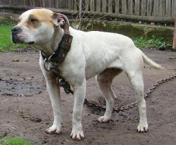Photo of the dog