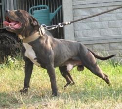 Photo of the dog