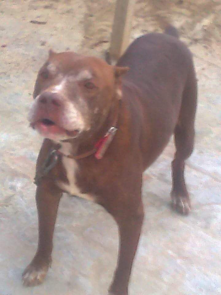 Photo of the dog