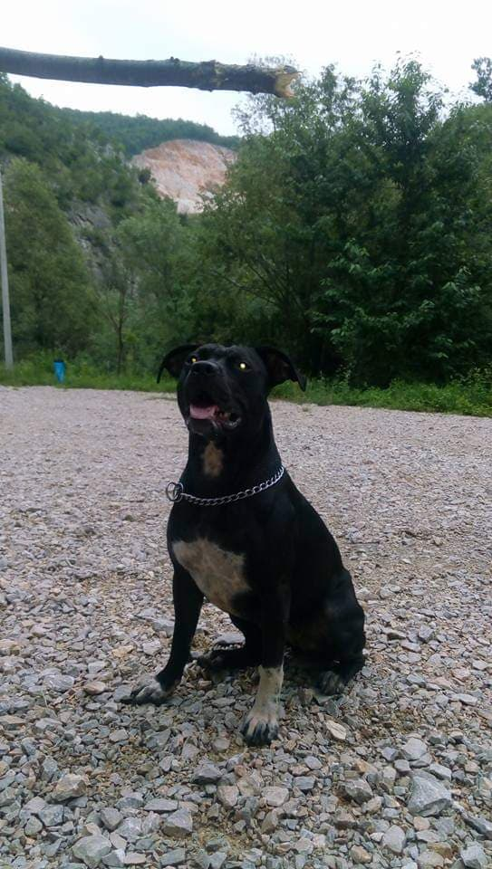 Photo of the dog