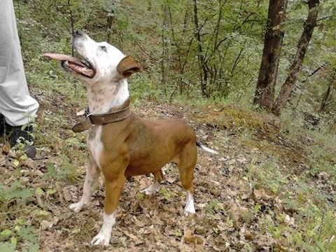 Photo of the dog