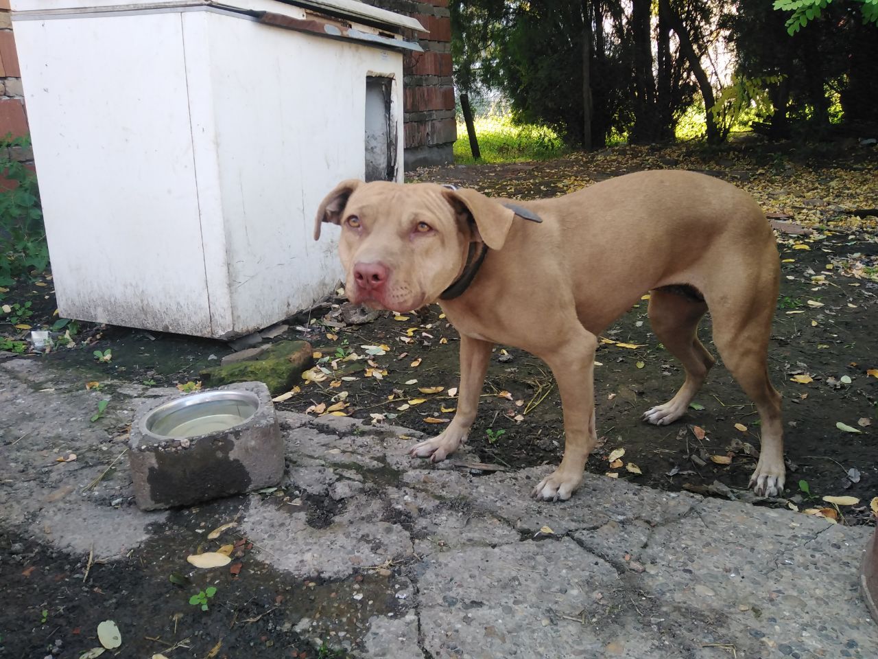 Photo of the dog