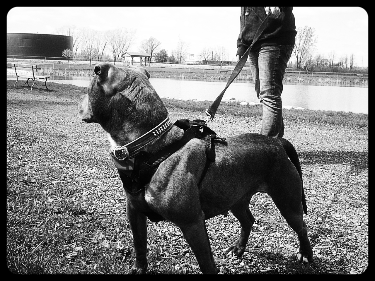 Photo of the dog