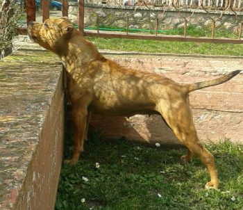 Photo of the dog