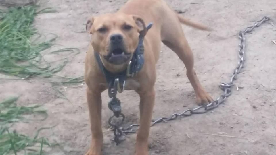 Photo of the dog