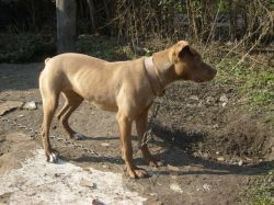 Photo of the dog