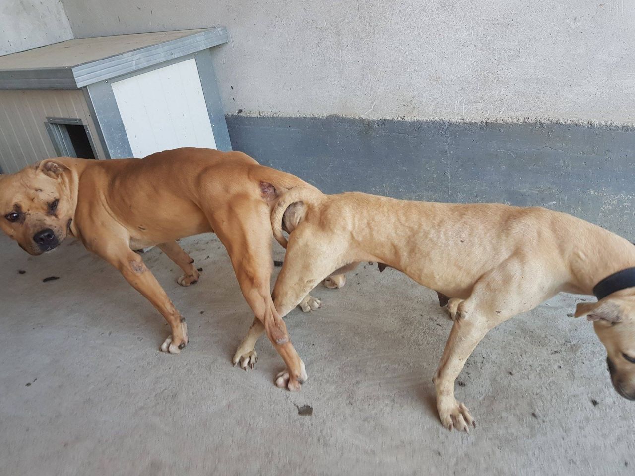 Photo of the dog
