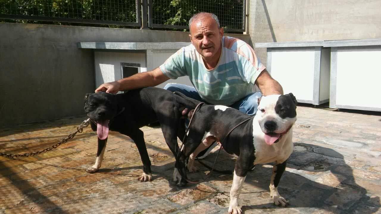 Photo of the dog
