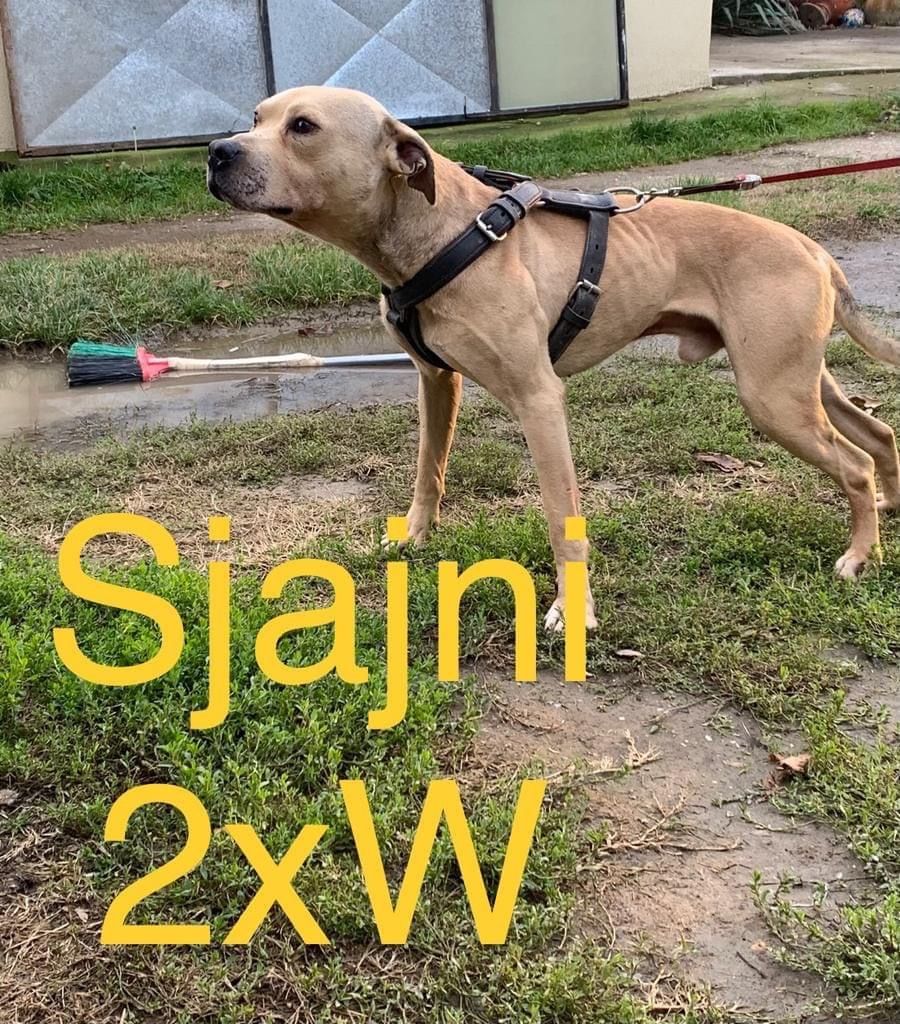 Photo of the dog