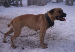 Photo of the dog