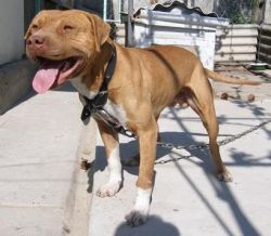 Photo of the dog