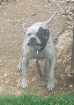 Photo of the dog