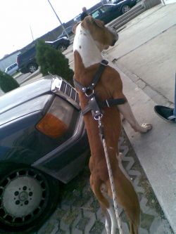 Photo of the dog