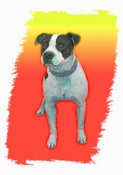 Photo of the dog