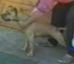 Photo of the dog