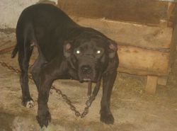 Photo of the dog