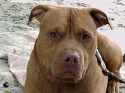 Photo of the dog