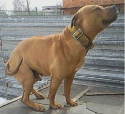 Photo of the dog