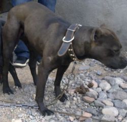 Photo of the dog