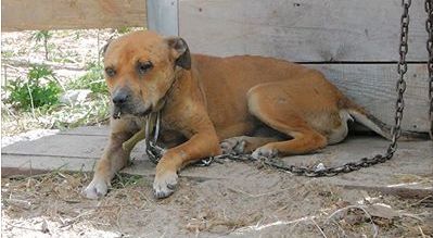 Photo of the dog