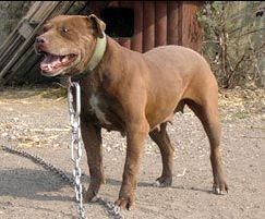 Photo of the dog