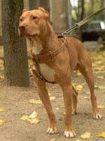 Photo of the dog