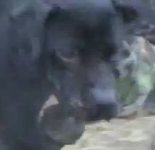 Photo of the dog