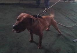 Photo of the dog