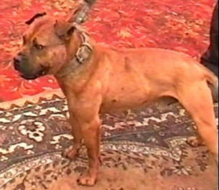 Photo of the dog