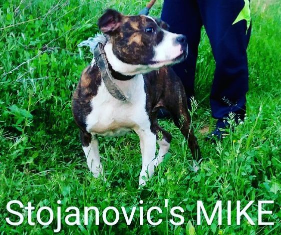Photo of the dog