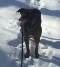 Photo of the dog