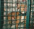 Photo of the dog