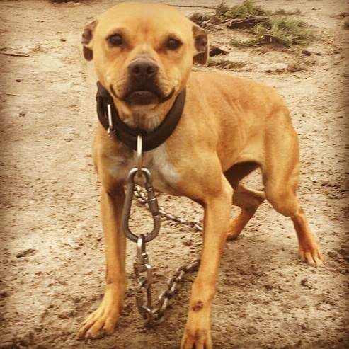 Photo of the dog