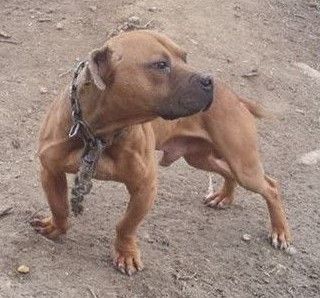 Photo of the dog