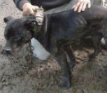 Photo of the dog