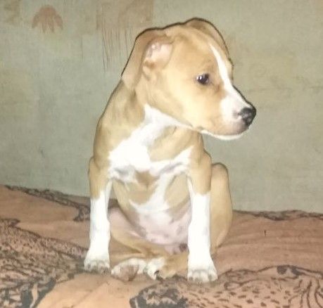Photo of the dog