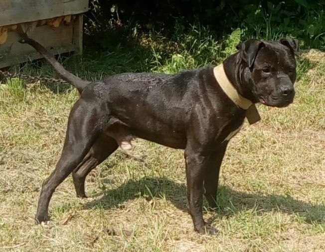 Photo of the dog