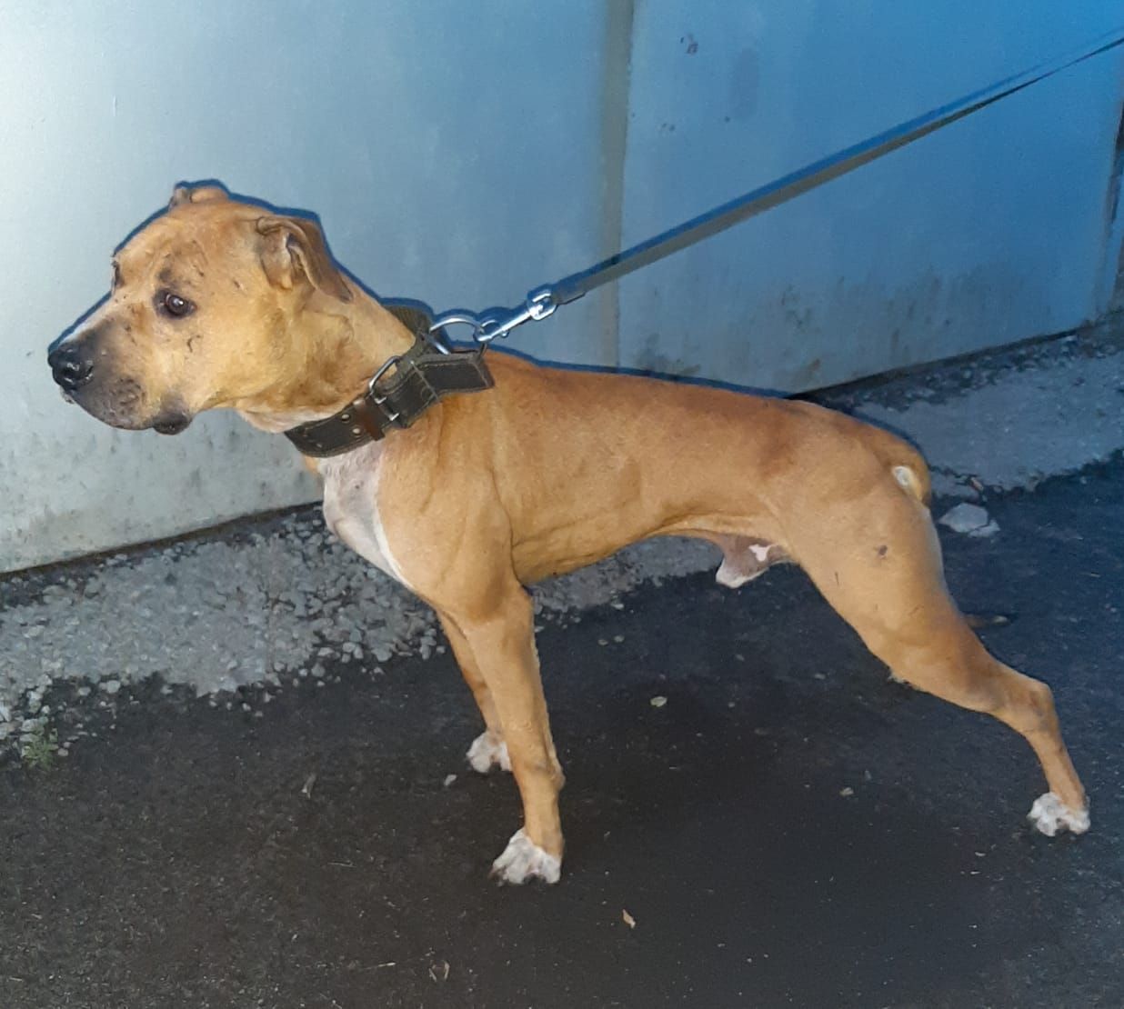 Photo of the dog