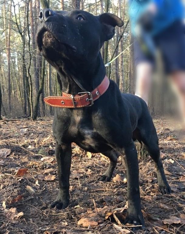 Photo of the dog