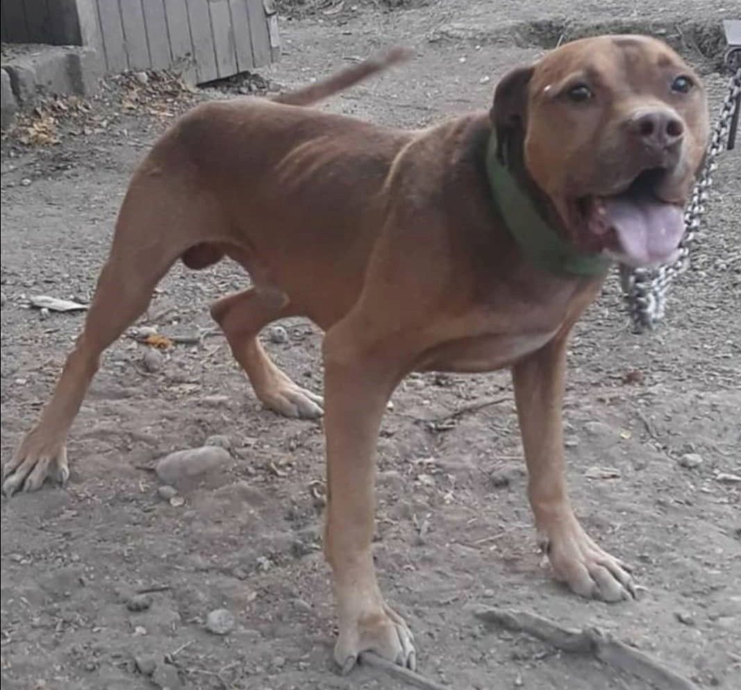 Photo of the dog