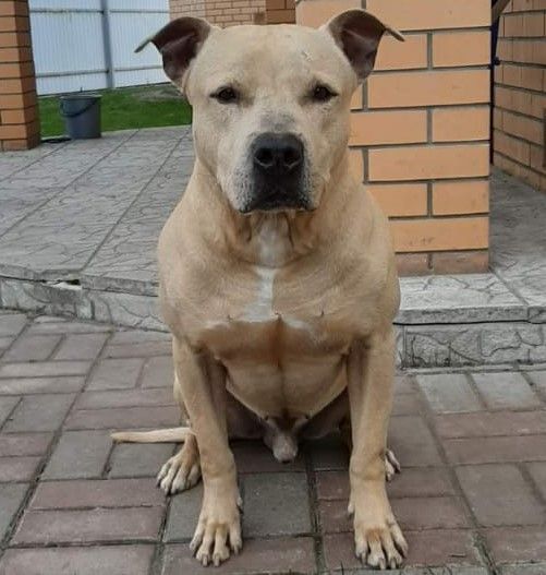 Photo of the dog