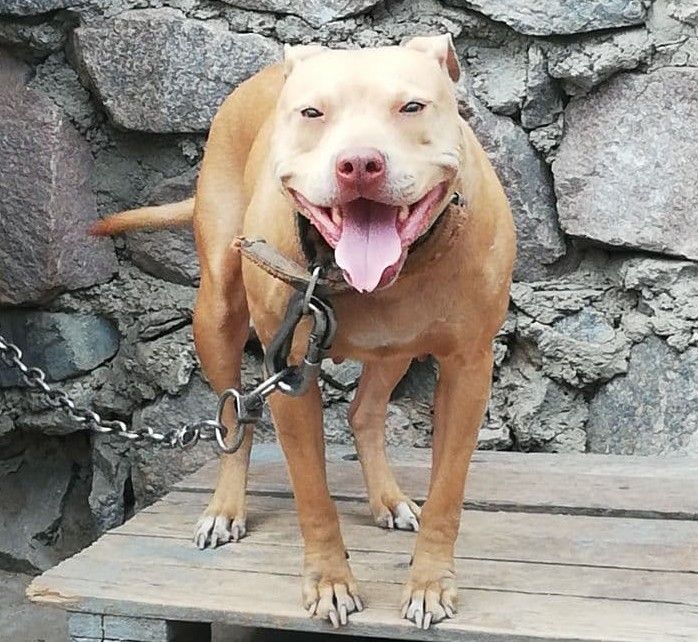 Photo of the dog