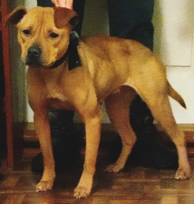 Photo of the dog