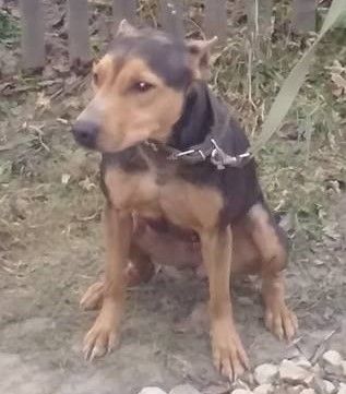 Photo of the dog