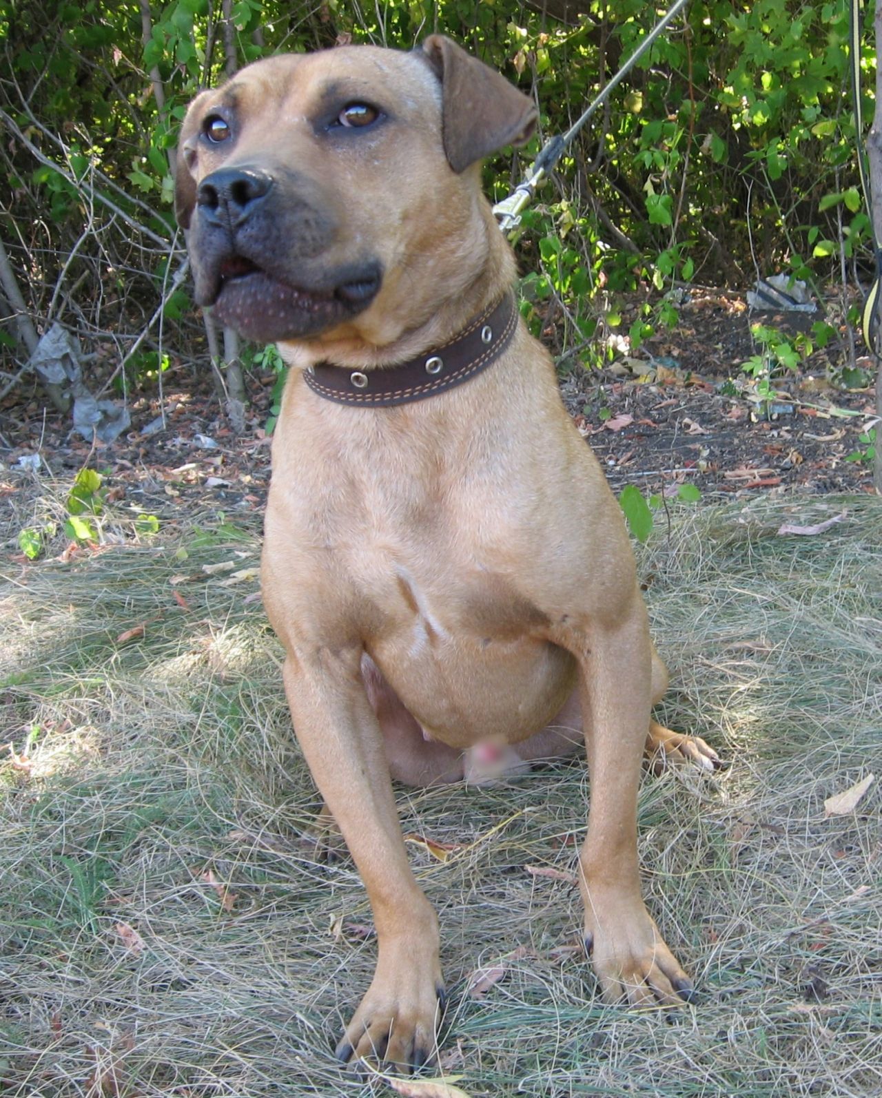 Photo of the dog