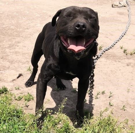 Photo of the dog