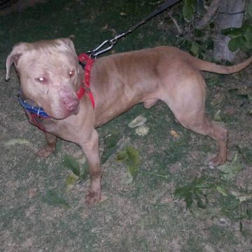 Photo of the dog
